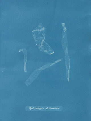 Anna Atkins - Hydrodictyon utriculatum.webp