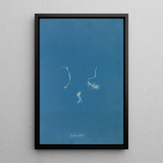 Anna Atkins - Jania rubens.webp