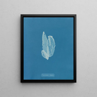 Anna Atkins - Laminaria debilis.webp