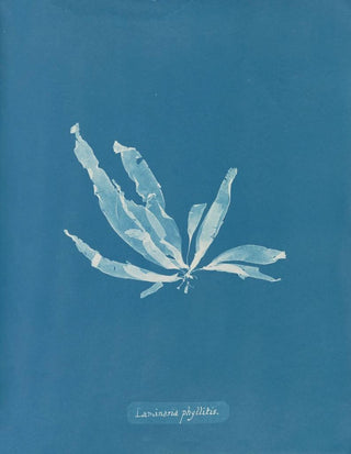 Anna Atkins - Laminaria phyllitis.webp
