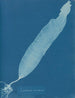 Laminaria saccharina - Anna Atkins — Ansicht des Kunstwerks