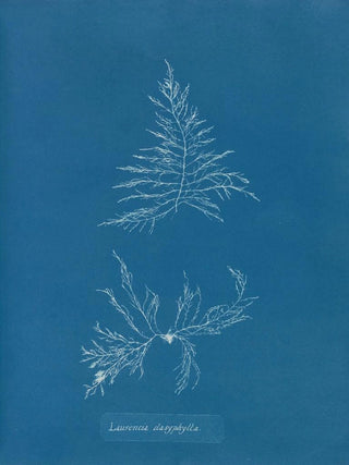 Anna Atkins - Laurencia dasyphylla.webp