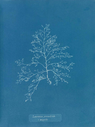 Anna Atkins - Laurencia pinnatifida v angusta.webp