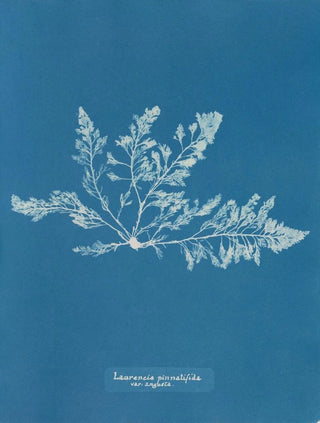 Anna Atkins - Laurencia pinnatifida var angusta.webp