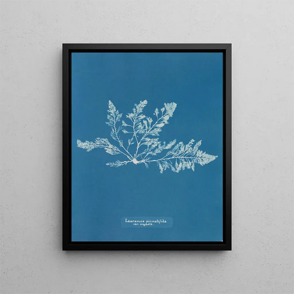 Anna Atkins - Laurencia pinnatifida var angusta.webp