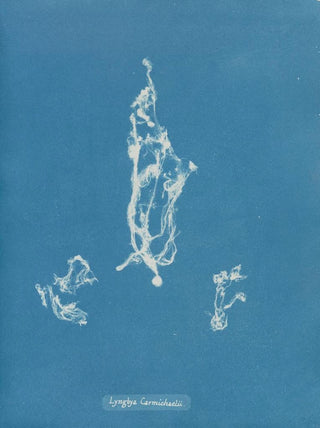 Anna Atkins - Lyngbya Carmichaelii.webp