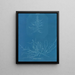 Mesogloia Hudsonii - Anna Atkins — gerahmtes Bild an der Wand