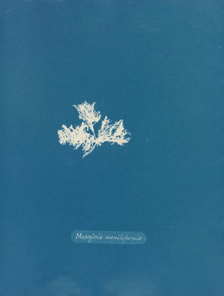 Anna Atkins - Mesogloia moniliformis.webp