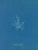 Mesogloia mutifida - Anna Atkins — Ansicht des Kunstwerks