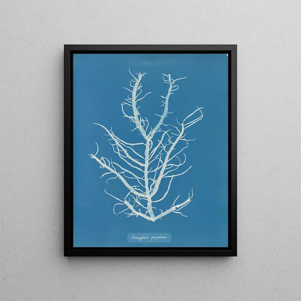 Anna Atkins - Mesogloia purpurea.webp