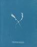 Myriotrichia claviformis - Anna Atkins — Ansicht des Kunstwerks