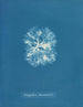 Nitophyllum Bonnemaisoni - Anna Atkins — Ansicht des Kunstwerks