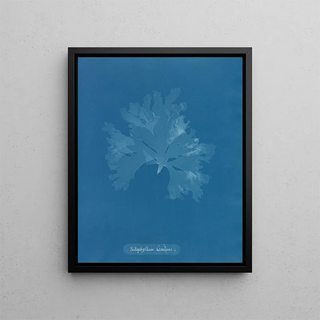 Anna Atkins - Nitophyllum Gmeleni.webp