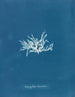 Nitophyllum lacéré - Anna Atkins — Ansicht des Kunstwerks