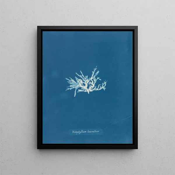 Anna Atkins - Nitophyllum laceratum.webp