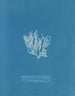 Reproduktion des Gemäldes Nitophyllum laceratum - Anna Atkins