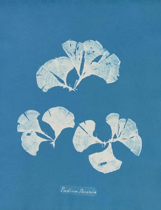 Anna Atkins - Padina Pavonia.webp