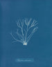 Polyides ronds - Anna Atkins — Ansicht des Kunstwerks