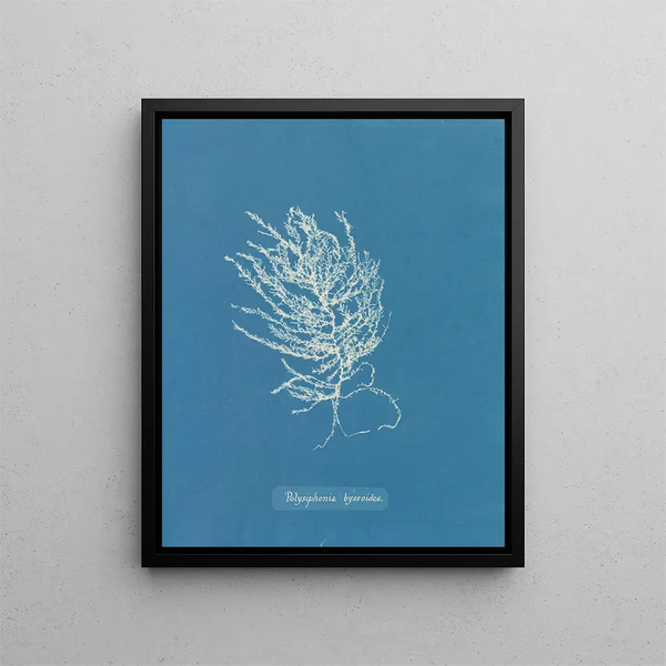 Anna Atkins - Polysiphonia byssoides.webp