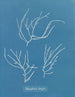 Polysiphonia elongata - Anna Atkins — Ansicht des Kunstwerks