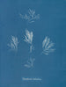 Polysiphonia fructiculosa - Anna Atkins — Ansicht des Kunstwerks