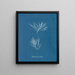Polysiphonia urceolata - Anna Atkins — gerahmtes Bild an der Wand