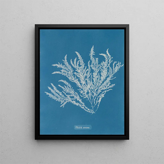 Anna Atkins - Ptilota sericea.webp