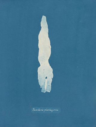 Anna Atkins - Punctaria Plantaginea.webp