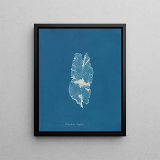 Anna Atkins - Punctaria latifolia.webp