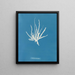 Punktiert sehr fein - Anna Atkins — gerahmtes Bild an der Wand