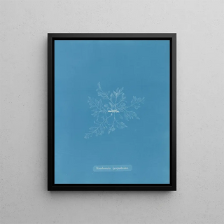 Anna Atkins - Rhodomela lycopodoides.webp