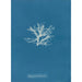 Rhodomela pinastroides - Anna Atkins — Ansicht des Kunstwerks