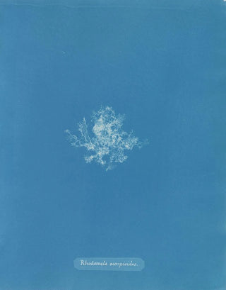Anna Atkins - Rhodomela scorpioides.webp