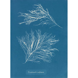 Anna Atkins - Rhodomela subfusca.webp