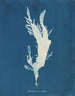Rhodoménie ciliée - Anna Atkins — Ansicht des Kunstwerks
