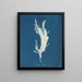 Rhodoménie ciliée - Anna Atkins — gerahmtes Bild an der Wand