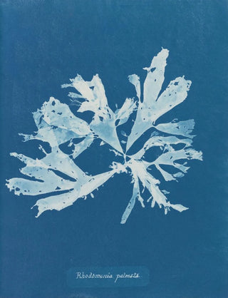 Anna Atkins - Rhodomenia palmata.webp