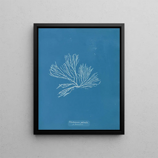 Anna Atkins - Rhodomenia palmata Sarniensis.webp