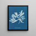 Rhodoménie palmée - Anna Atkins — gerahmtes Bild an der Wand