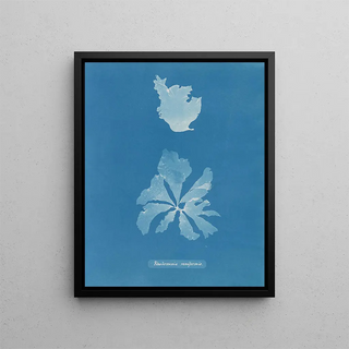 Anna Atkins - Rhodomenia reniformis.webp