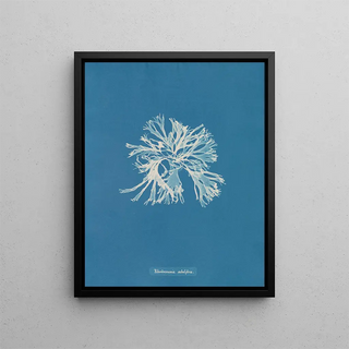 Anna Atkins - Rhodomenia sobolifera.webp