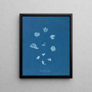 Anna Atkins - Rivularia nitida.webp
