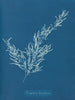 Sargassum bacciferum - Anna Atkins — Ansicht des Kunstwerks