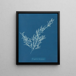 Anna Atkins - Sargassum bacciferum.webp