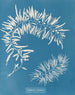 Sargasses plumeuses - Anna Atkins — Ansicht des Kunstwerks