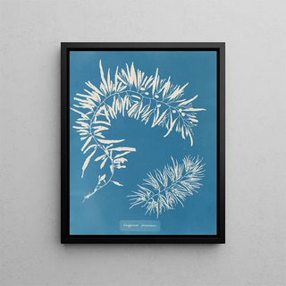 Anna Atkins - Sargassum plumosum.webp
