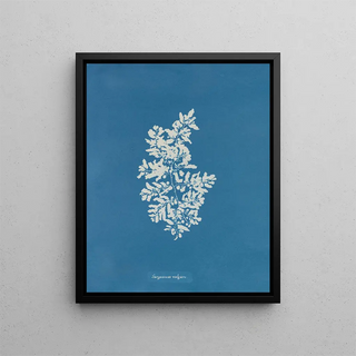 Anna Atkins - Sargassum vulgare.webp