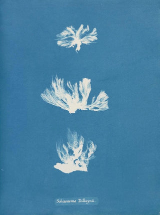 Anna Atkins - Schizonema Dillwynii.webp