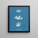 Schizonema dillwynii - Anna Atkins — gerahmtes Bild an der Wand