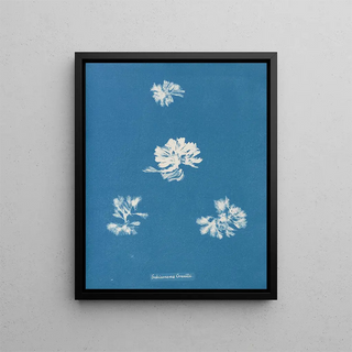 Anna Atkins - Schizonema Grevillii.webp